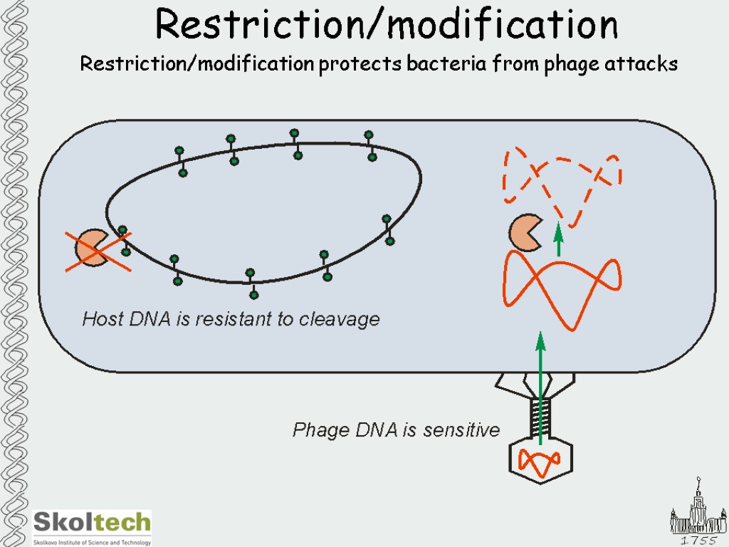 Restriction/modification Restriction/modification protects bacteria from phage attacks